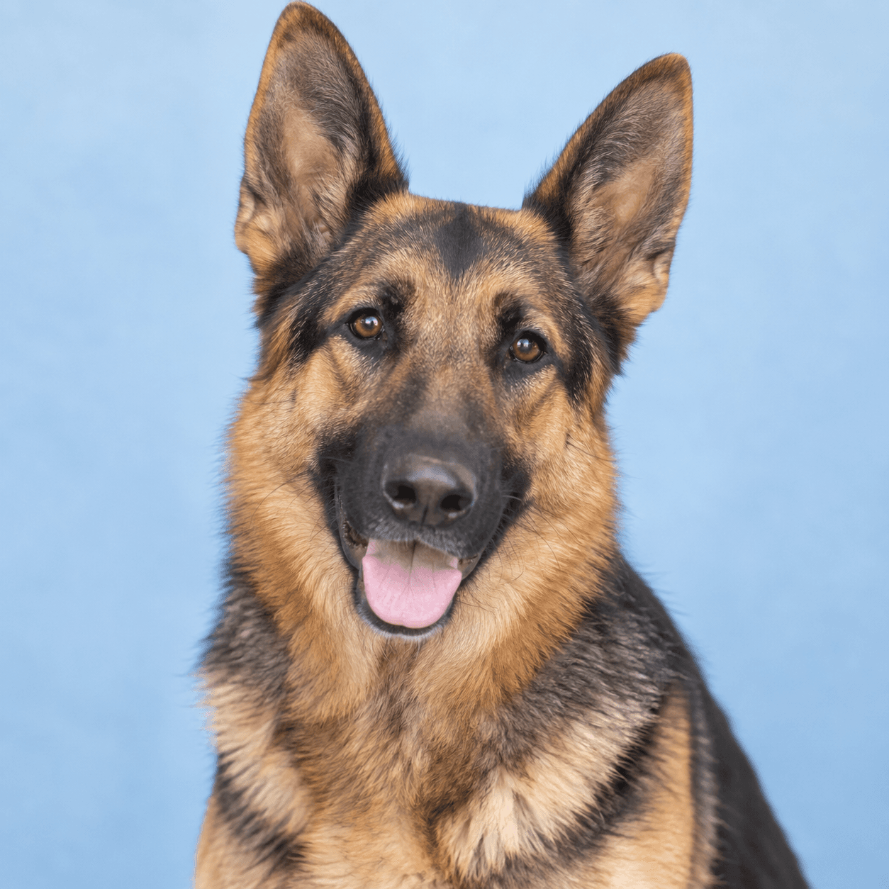 Bella, a 3 years german shepherd dog available for adoption