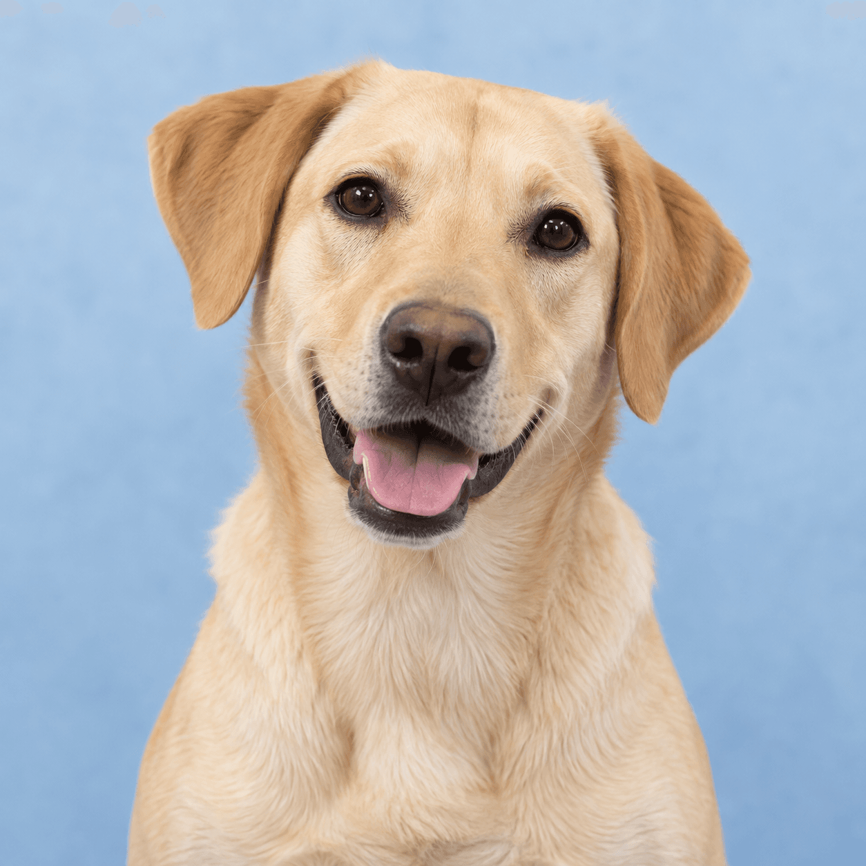 Luna, a 2 years labrador mix dog available for adoption