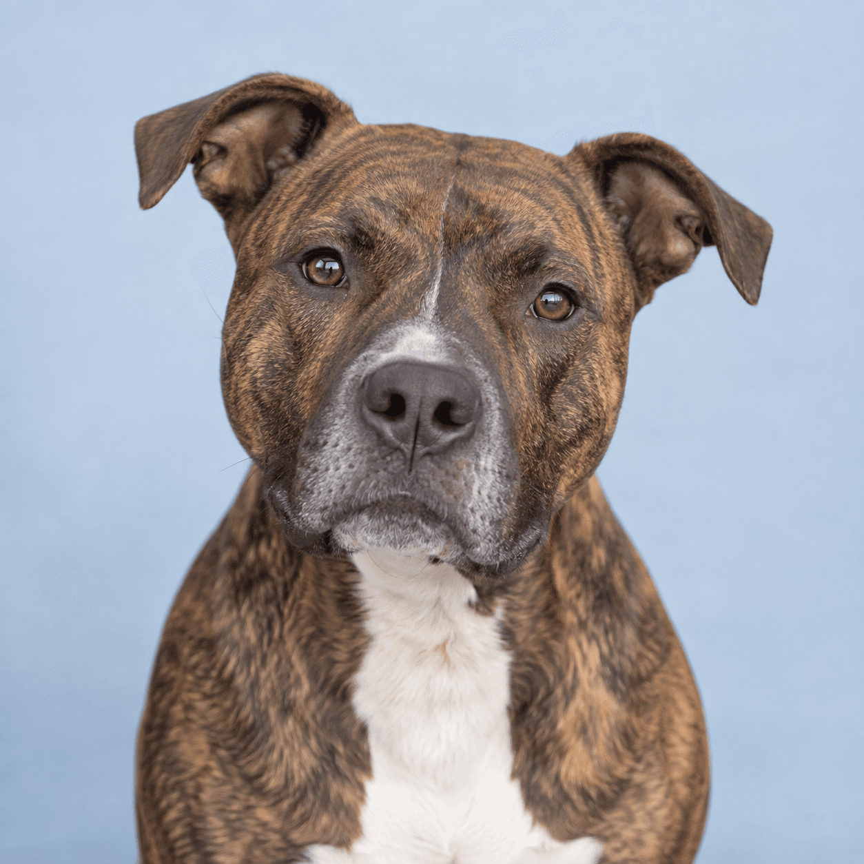 Max, a 4 years pit bull mix dog available for adoption