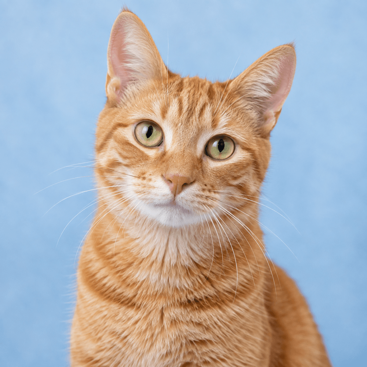 Whiskers, a 1 year domestic shorthair cat available for adoption